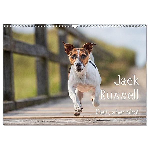 Jack Russell - Klein, aber oho! (Wandkalender 2024 DIN A3 quer), CALVENDO Monatskalender, Annett Mirsberger tierpfoto.de