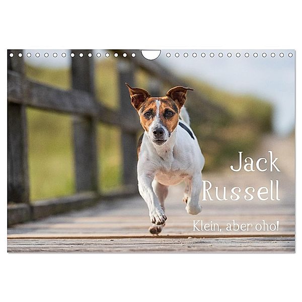 Jack Russell - Klein, aber oho! (Wandkalender 2024 DIN A4 quer), CALVENDO Monatskalender, Annett Mirsberger tierpfoto.de