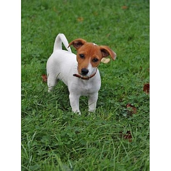 Jack Russell Terrier - 200 Teile (Puzzle)