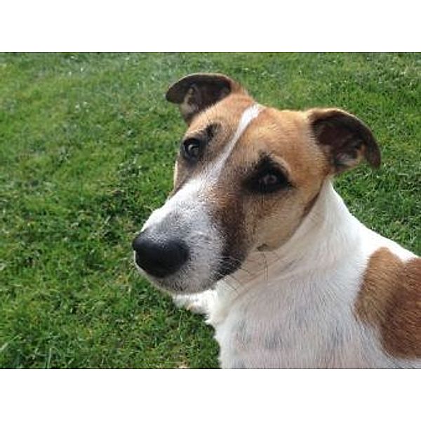 Jack Russell Terrier - 200 Teile (Puzzle)