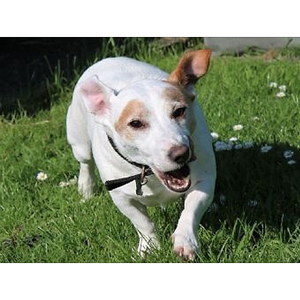 Jack Russell Terrier - 200 Teile (Puzzle)