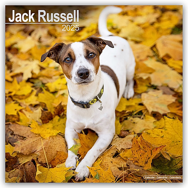 Jack Russell Terrier 2025 - 16-Monatskalender, Avonside Publishing Ltd