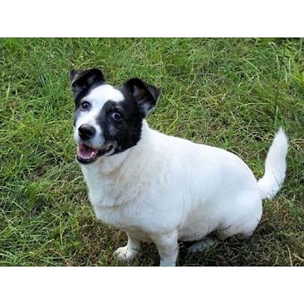 Jack Russell Terrier - 500 Teile (Puzzle)
