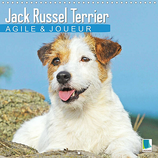 Jack Russell Terrier : agile et joueur (Calendrier mural 2023 300 × 300 mm Square), Calvendo