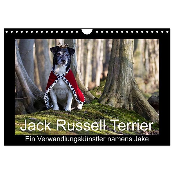 Jack Russell Terrier.....Ein Verwandlungskünstler namens Jake (Wandkalender 2024 DIN A4 quer), CALVENDO Monatskalender, AWS S. + J. Schröder, Werbeagentur,, Susanne Schröder