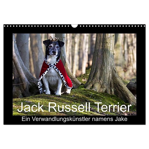 Jack Russell Terrier.....Ein Verwandlungskünstler namens Jake (Wandkalender 2025 DIN A3 quer), CALVENDO Monatskalender, Calvendo, AWS S. + J. Schröder, Werbeagentur,, Susanne Schröder