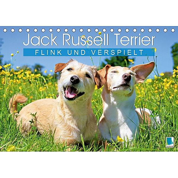 Jack Russell Terrier: flink und verspielt (Tischkalender 2019 DIN A5 quer), CALVENDO