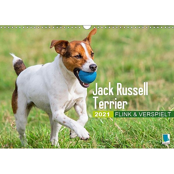 Jack Russell Terrier: flink und verspielt (Wandkalender 2021 DIN A3 quer), Calvendo