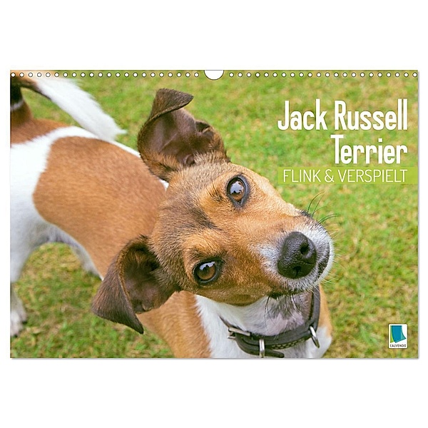 Jack Russell Terrier: flink und verspielt (Wandkalender 2024 DIN A3 quer), CALVENDO Monatskalender, Calvendo