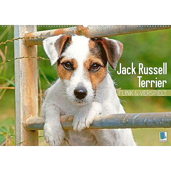 Jack Russell Terrier: flink und verspielt (Wandkalender 2023 DIN A2 quer), Calvendo