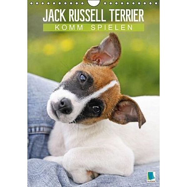 Jack Russell Terrier: Komm spielen (Wandkalender 2015 DIN A4 hoch), Calvendo