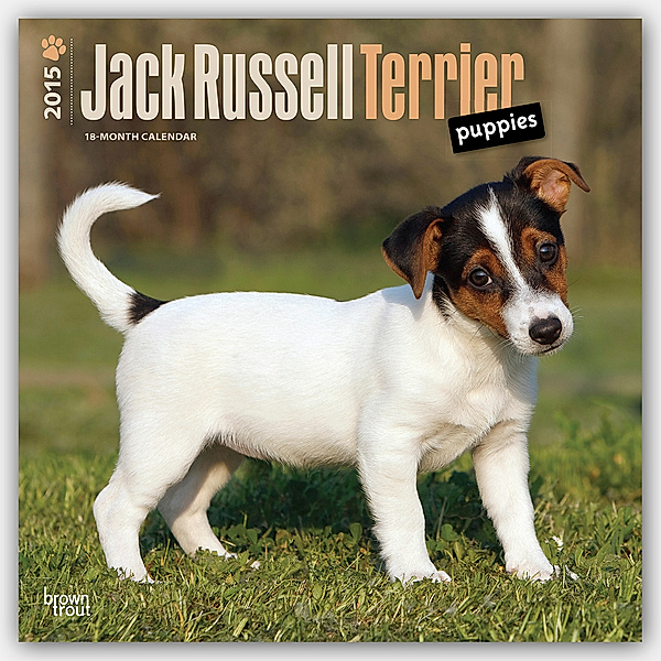 Jack Russell Terrier Puppies 2015 Wall