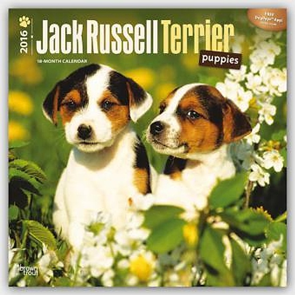 Jack Russell Terrier Puppies 2016