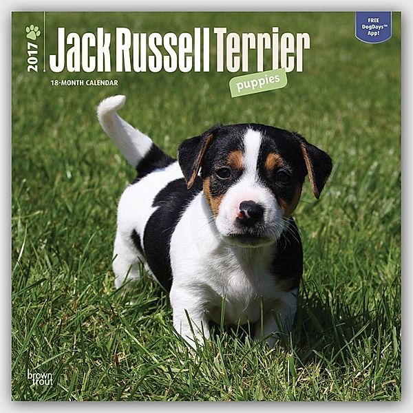 Jack Russell Terrier Puppies 2017. 18-Monatskal.