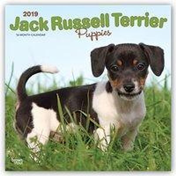 Jack Russell Terrier Puppies 2019 Square Wall Calendar