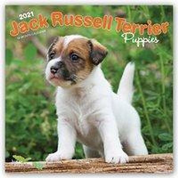 Jack Russell Terrier Puppies - Jack Russell Terrier Welpen 2021 - 16-Monatskalender mit freier DogDays-App, BrownTrout Publisher