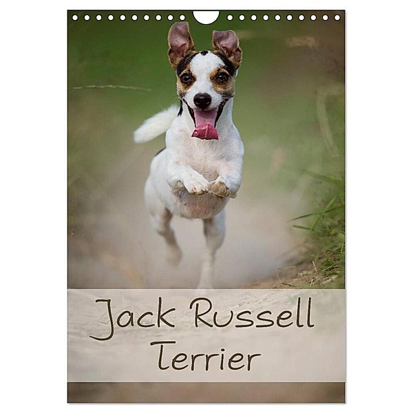 Jack Russell Terrier (Wandkalender 2024 DIN A4 hoch), CALVENDO Monatskalender, Nicole Noack