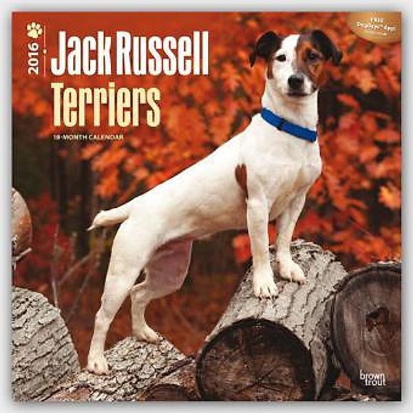 Jack Russell Terriers 2016