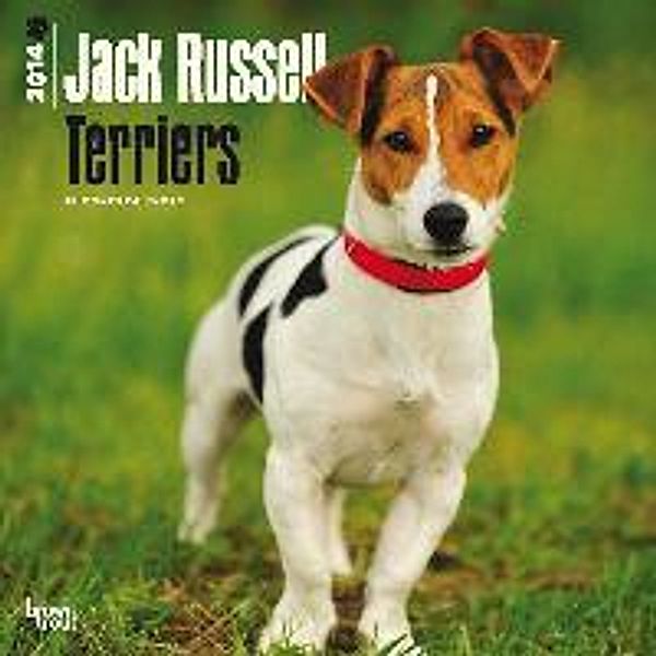 Jack Russell Terriers Calendar