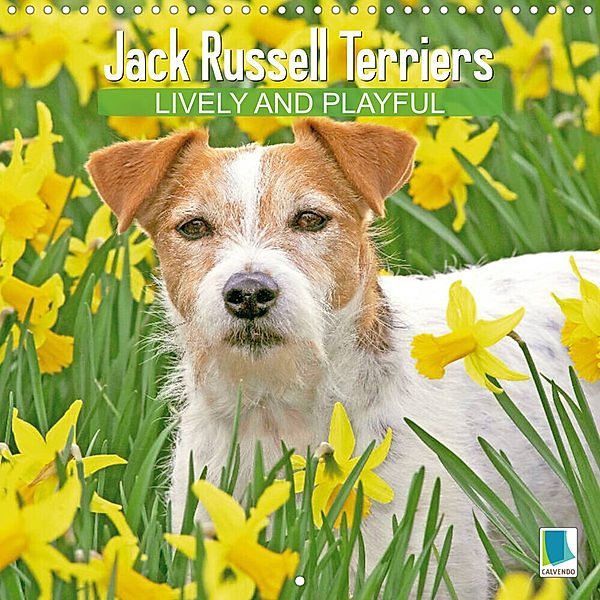 Jack Russell Terriers: Lively and playful (Wall Calendar 2023 300 × 300 mm Square), Calvendo