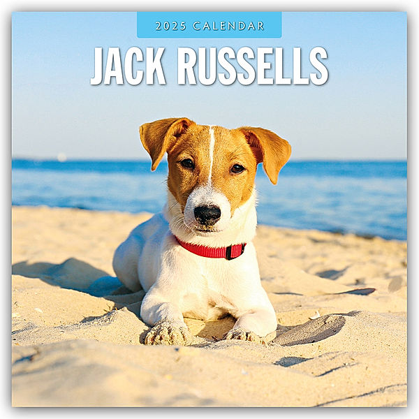 Jack Russells - Jack Russell Terrier 2025 - 16-Monatskalender, Red Robin Publishing Ltd