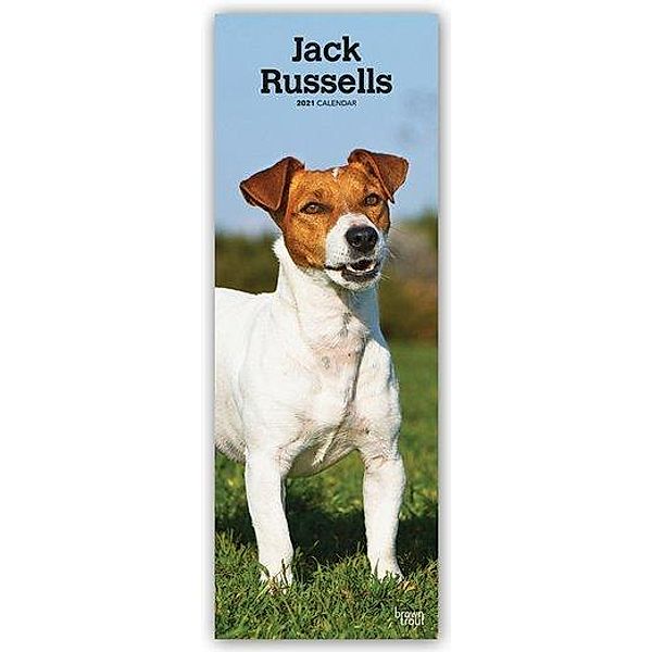 Jack Russels - Jack Russel Terrier 2021, BrownTrout Publishers