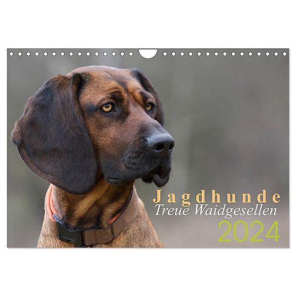 Jagdhunde - Treue Waidgesellen (Wandkalender 2024 DIN A4 quer), CALVENDO Monatskalender, Nadine Gerlach