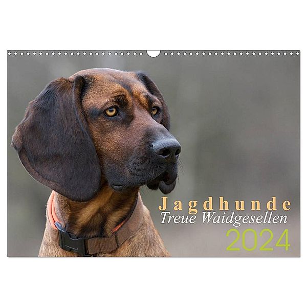 Jagdhunde - Treue Waidgesellen (Wandkalender 2024 DIN A3 quer), CALVENDO Monatskalender, Nadine Gerlach