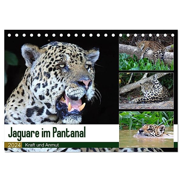 Jaguare im Pantanal (Tischkalender 2024 DIN A5 quer), CALVENDO Monatskalender, Yvonne und Michael Herzog