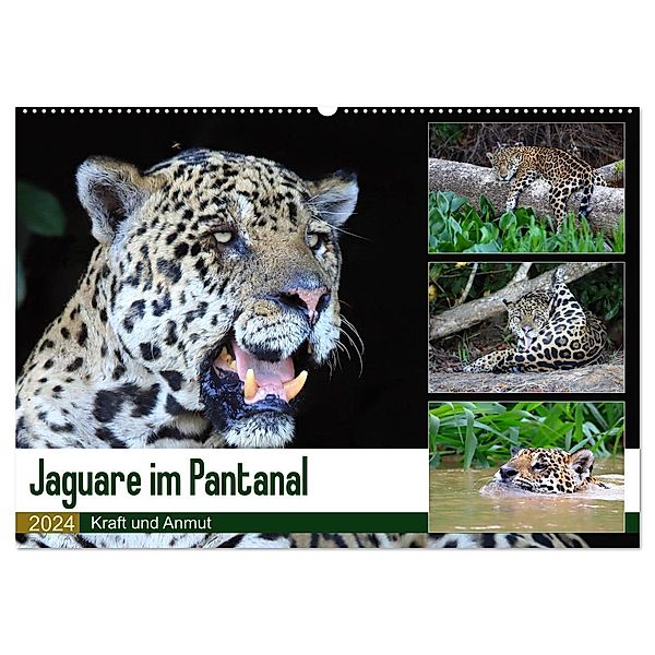 Jaguare im Pantanal (Wandkalender 2024 DIN A2 quer), CALVENDO Monatskalender, Yvonne und Michael Herzog