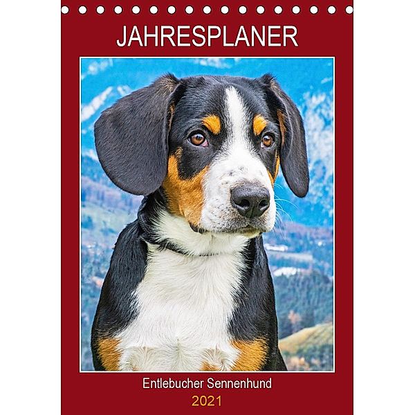 Jahresplaner Entlebucher Sennenhund (Tischkalender 2021 DIN A5 hoch), Sigrid Starick