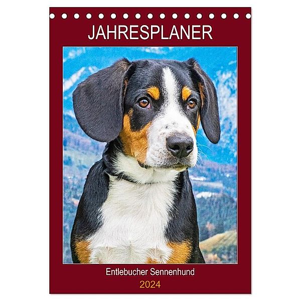 Jahresplaner Entlebucher Sennenhund (Tischkalender 2024 DIN A5 hoch), CALVENDO Monatskalender, Sigrid Starick