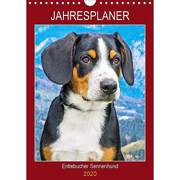 Jahresplaner Entlebucher Sennenhund (Wandkalender 2020 DIN A4 hoch), Sigrid Starick