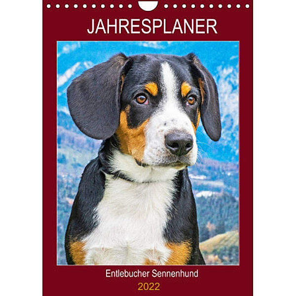 Jahresplaner Entlebucher Sennenhund (Wandkalender 2022 DIN A4 hoch), Sigrid Starick