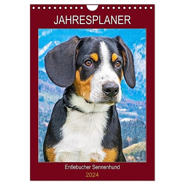 Jahresplaner Entlebucher Sennenhund (Wandkalender 2024 DIN A4 hoch), CALVENDO Monatskalender, Sigrid Starick