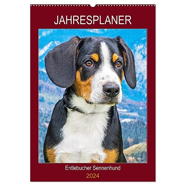 Jahresplaner Entlebucher Sennenhund (Wandkalender 2024 DIN A2 hoch), CALVENDO Monatskalender, Sigrid Starick