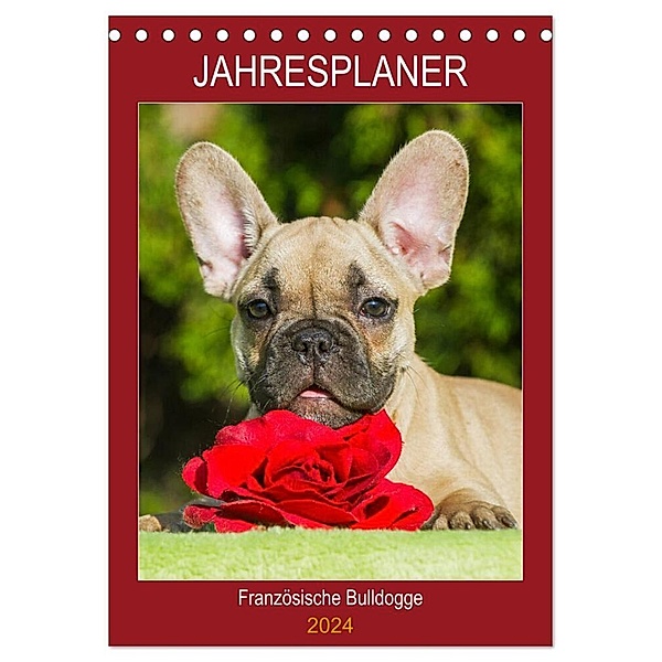 Jahresplaner Französische Bulldogge (Tischkalender 2024 DIN A5 hoch), CALVENDO Monatskalender, Sigrid Starick