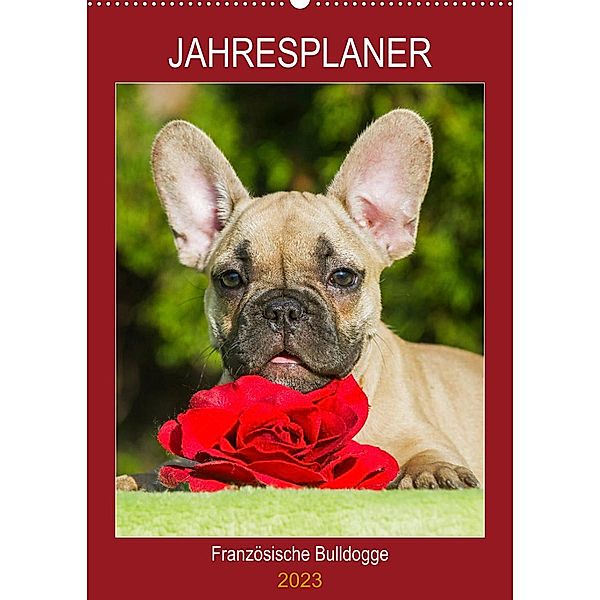 Jahresplaner Französische Bulldogge (Wandkalender 2023 DIN A2 hoch), Sigrid Starick