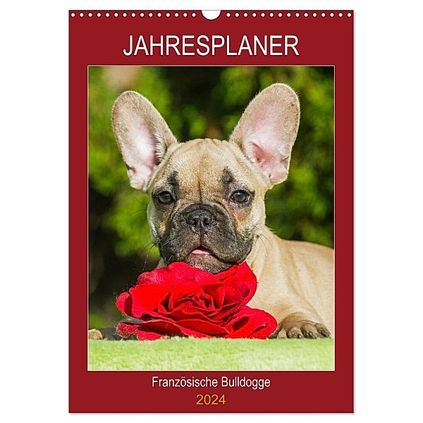 Jahresplaner Französische Bulldogge (Wandkalender 2024 DIN A3 hoch), CALVENDO Monatskalender, Sigrid Starick