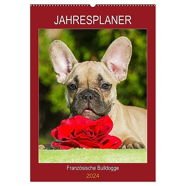 Jahresplaner Französische Bulldogge (Wandkalender 2024 DIN A2 hoch), CALVENDO Monatskalender, Sigrid Starick