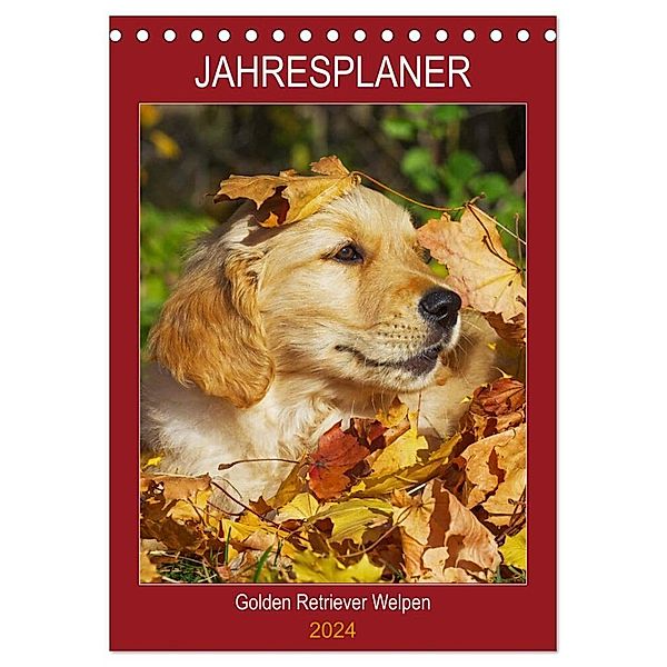 Jahresplaner Golden Retriever Welpen (Tischkalender 2024 DIN A5 hoch), CALVENDO Monatskalender, Sigrid Starick