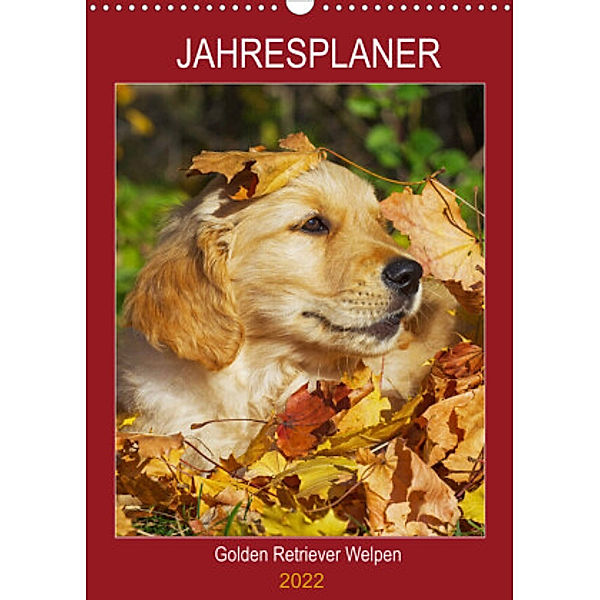 Jahresplaner Golden Retriever Welpen (Wandkalender 2022 DIN A3 hoch), Sigrid Starick