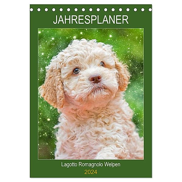 Jahresplaner Lagotto Romagnolo Welpen (Tischkalender 2024 DIN A5 hoch), CALVENDO Monatskalender, Sigrid Starick