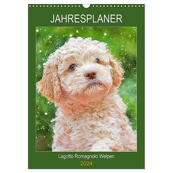 Jahresplaner Lagotto Romagnolo Welpen (Wandkalender 2024 DIN A3 hoch), CALVENDO Monatskalender, Sigrid Starick