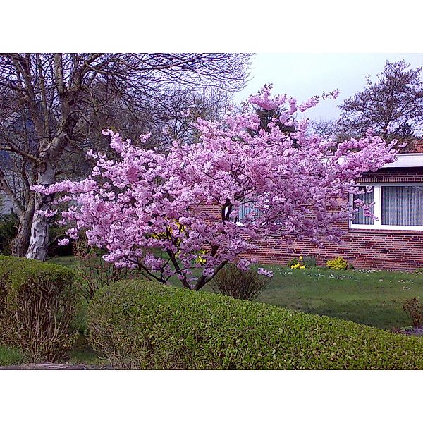 Japanische Blütenkirsche (Prunus serrulata) in XL, 2 Stück