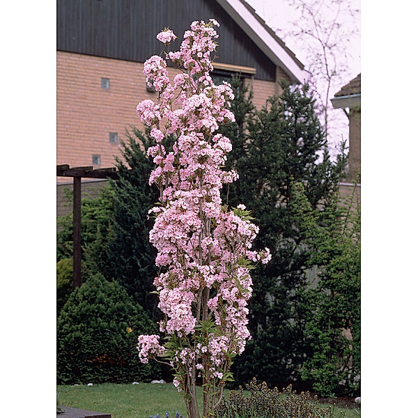 Japanische Säulenzierkirsche, weiß-rosa blühend, 2 Pflanzen