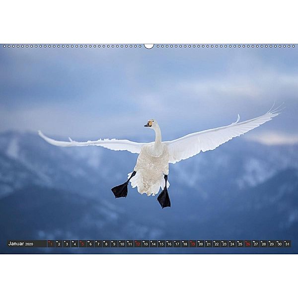 Japanische Vogelwelt im Winter (Wandkalender 2020 DIN A2 quer), Marion Vollborn