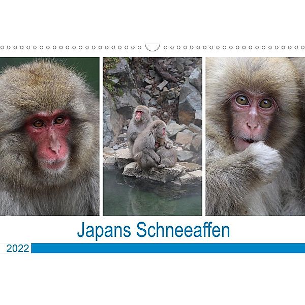 Japans Schneeaffen (Wandkalender 2022 DIN A3 quer), Reeh