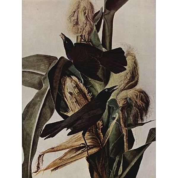 John James Audubon - Purpurbootschwanz - 1.000 Teile (Puzzle)