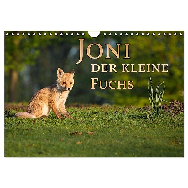 Joni, der kleine Fuchs (Wandkalender 2024 DIN A4 quer), CALVENDO Monatskalender, Marcello Zerletti